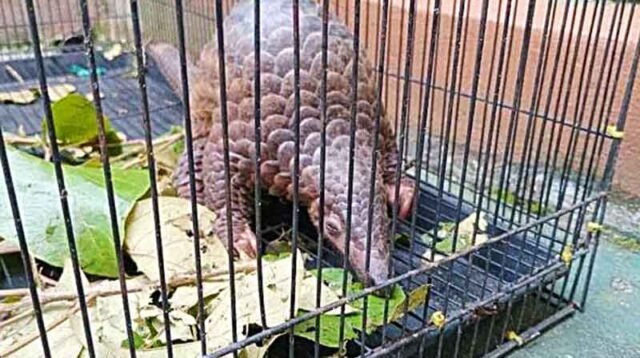 BKSDA Terima Trenggiling dari Kades Batuah