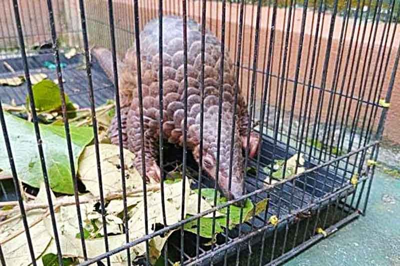 BKSDA Terima Trenggiling dari Kades Batuah