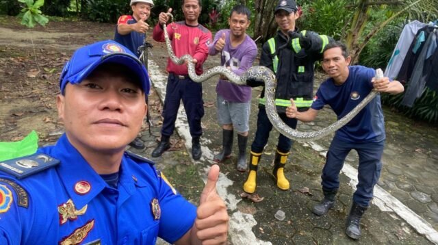 PMK Tarakan Terima Banyak Permintaan Evakuasi Ular