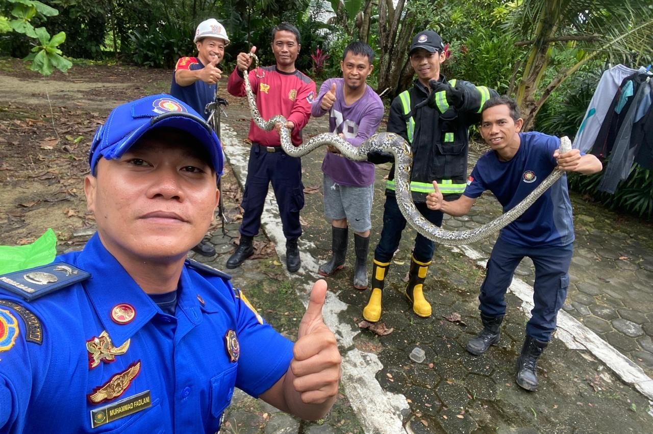 PMK-Tarakan-Terima-Banyak-Permintaan-Evakuasi-Ular.jpeg PMK Tarakan Terima Banyak Permintaan Evakuasi Ular
