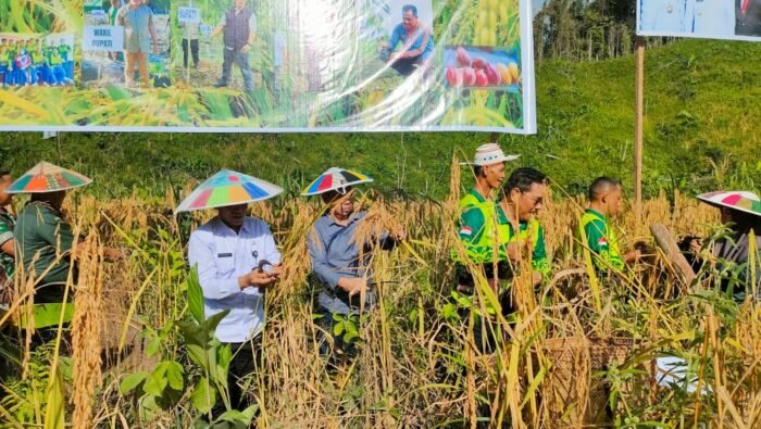 Desa Pejalin Sukses Panen Padi Gogo