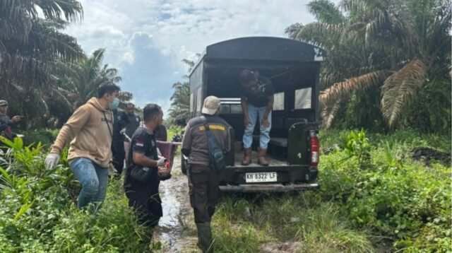Pria 42 Tahun Tewas di Pohon Sawit PT SKD