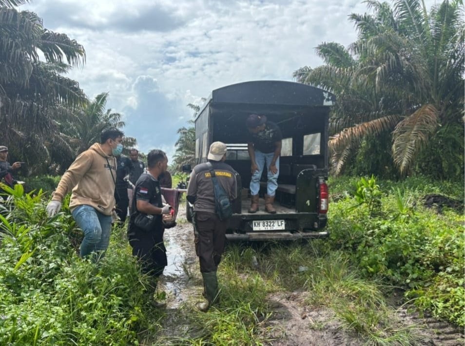 Pria 42 Tahun Tewas di Pohon Sawit PT SKD