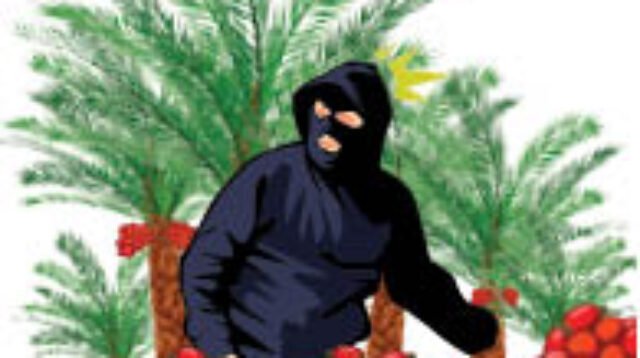 Marak Pencurian Sawit di Lamandau, Warga Diminta Tak Main Hakim Sendiri