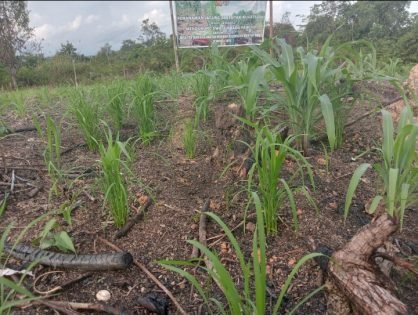 Warga Desa Penyang Tidak Lama Panen Jagung, Perkuat Ketahanan Pangan dan Ekonomi Warga